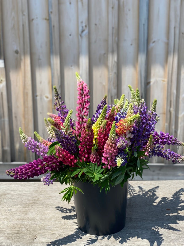 lupine potted plant Lupine Seed