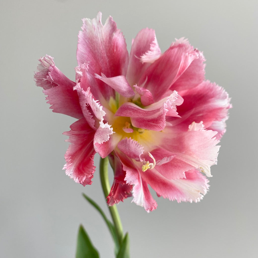 Tulip Crispion Sweet