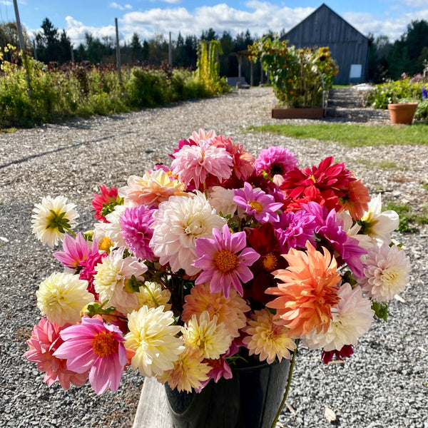 Dahlia Seed - Roam Flora