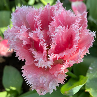 Tulip Crispion Sweet