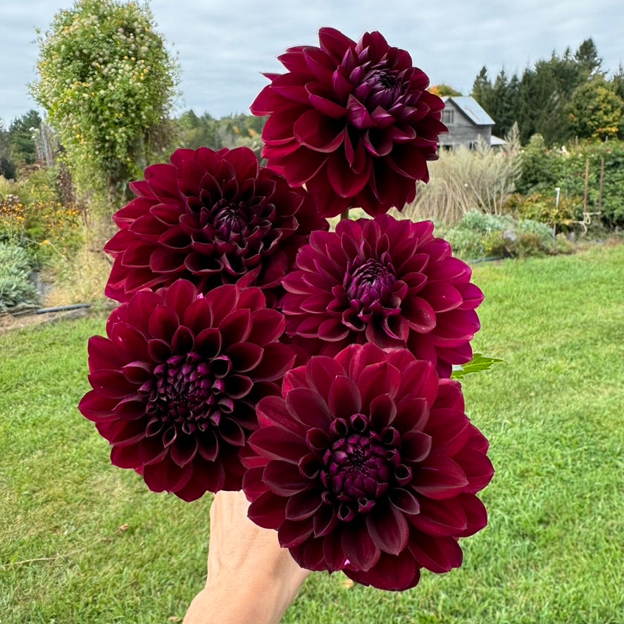 Dahlia Subscription - September