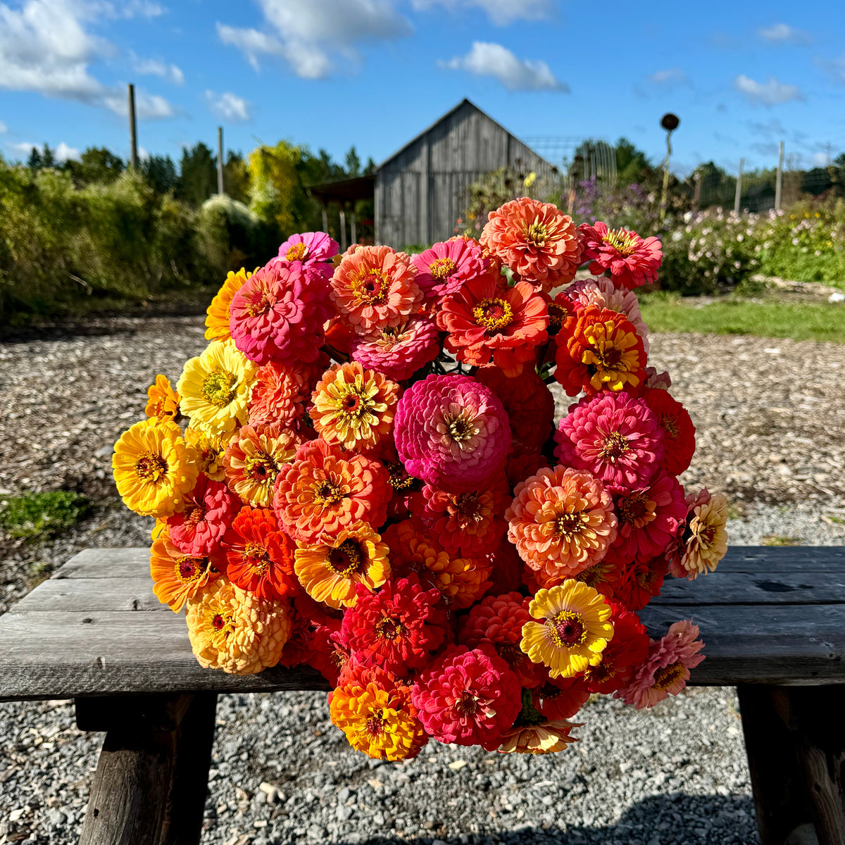 Zinnia 'rainbow ombre'