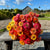 Zinnia 'rainbow ombre'