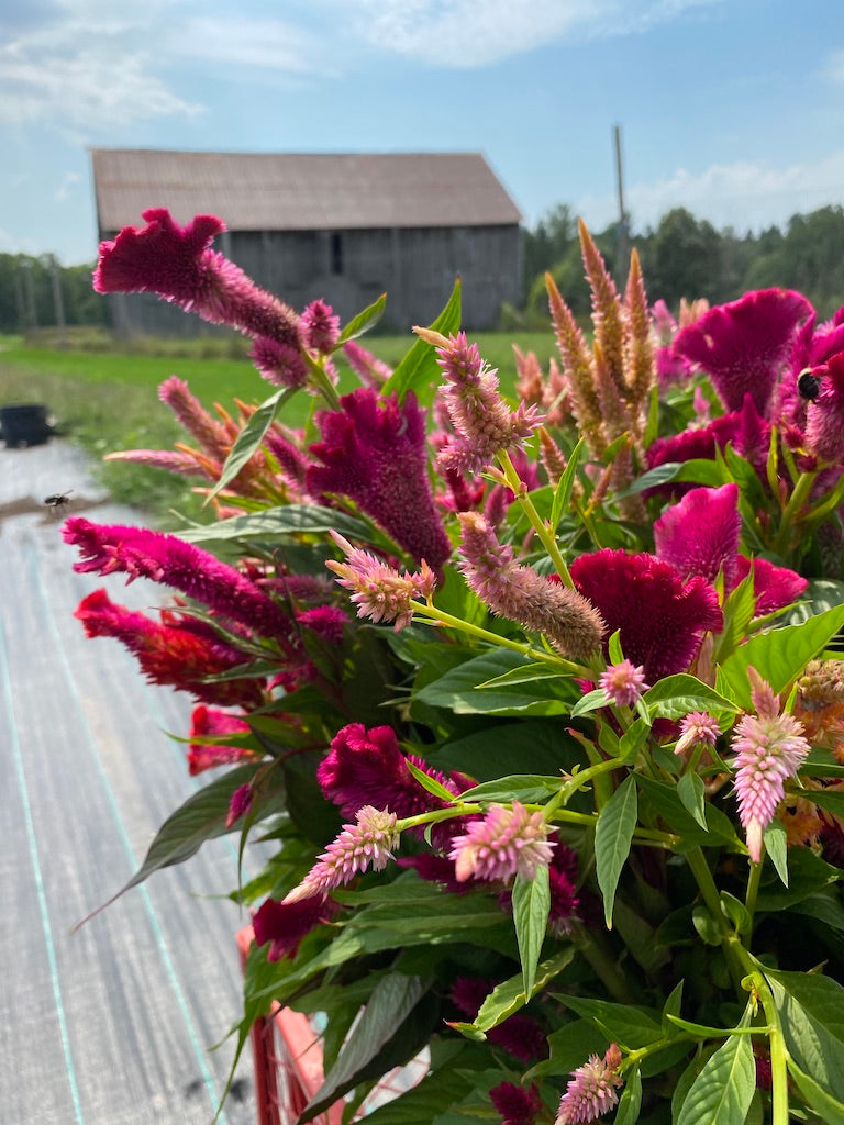 Celosia mix