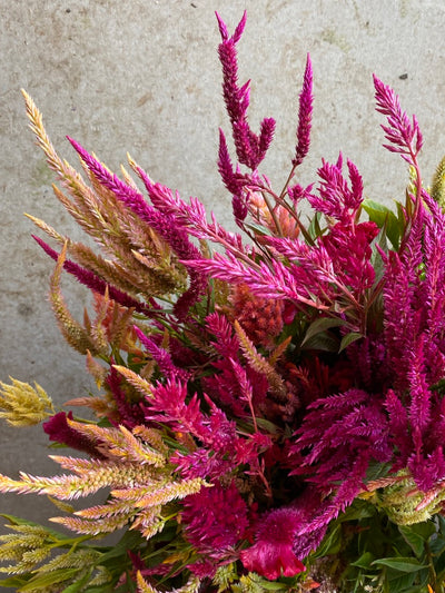 Celosia mix