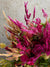 Celosia mix