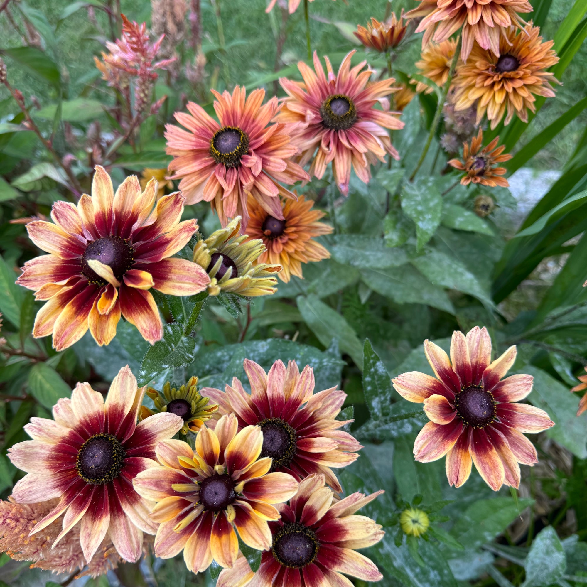 planting rudbeckia from seed Rudbeckia 'fancy annual mix' seed