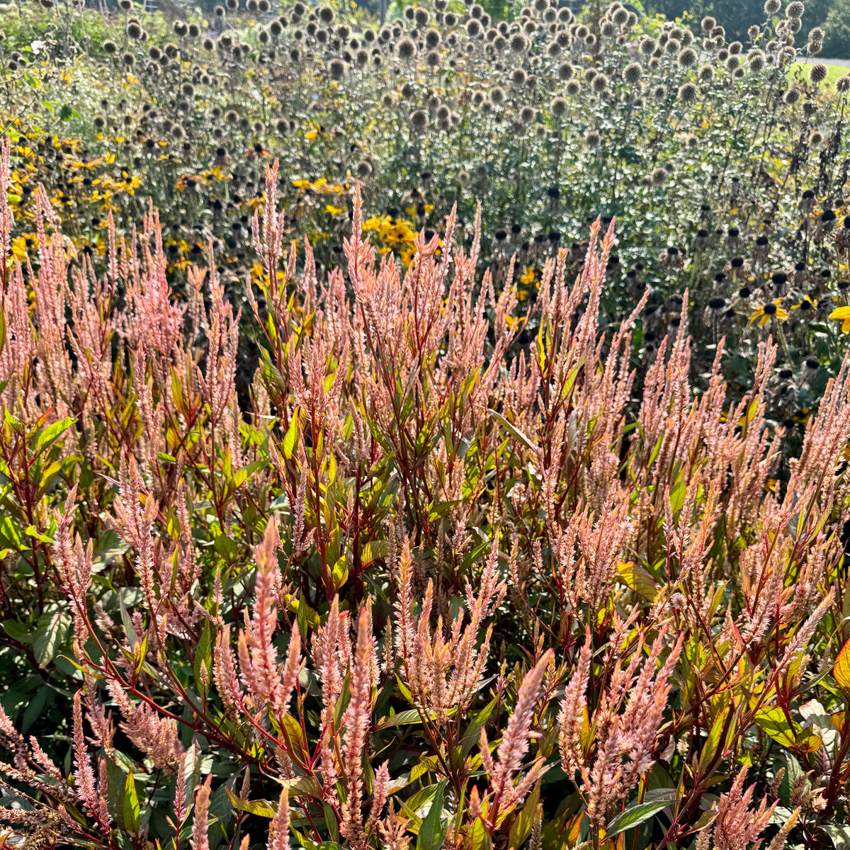 Celosia 'champagne'