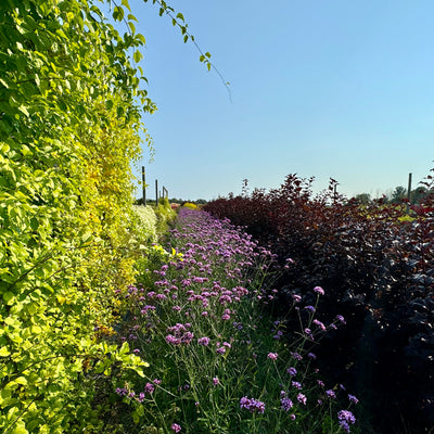 Verbena 'bonariensis'