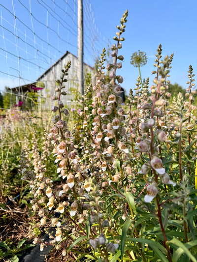 Foxgloves 'Cafe Creme'