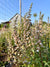 Foxgloves 'Cafe Creme'