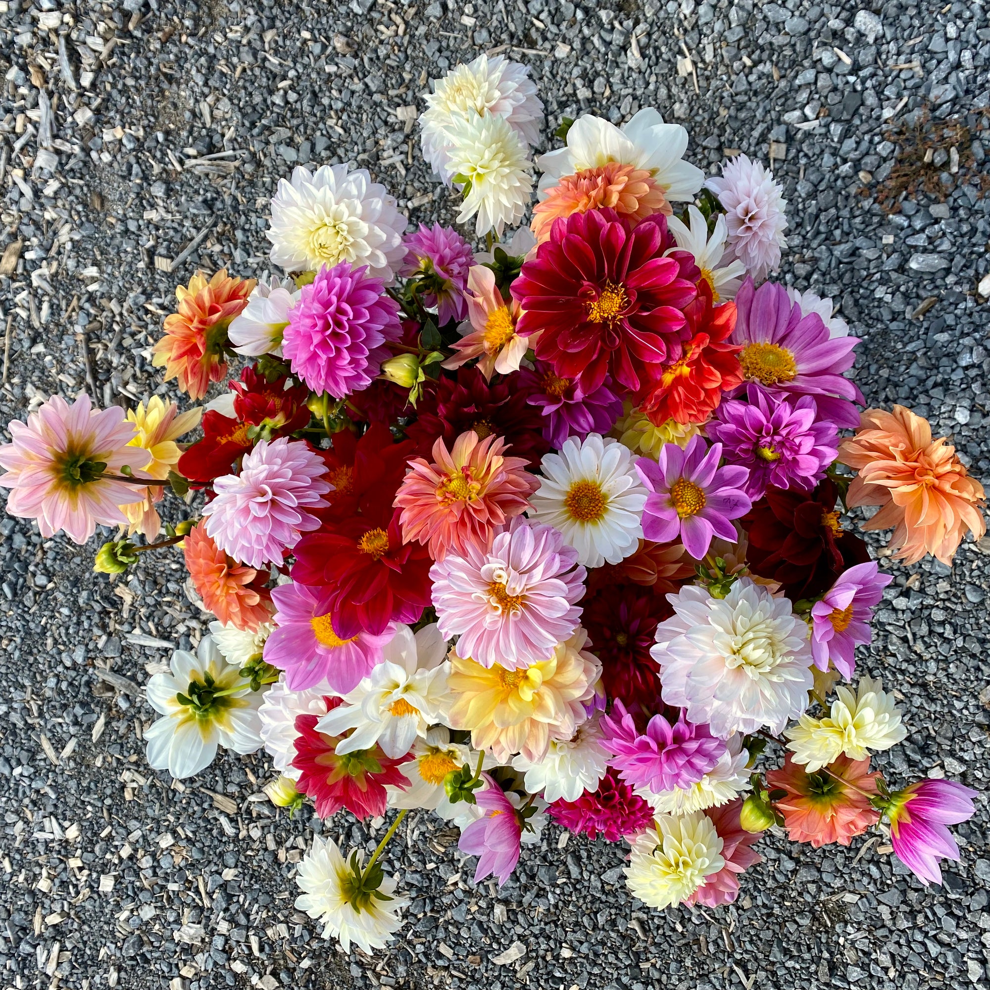 Dahlia Seed