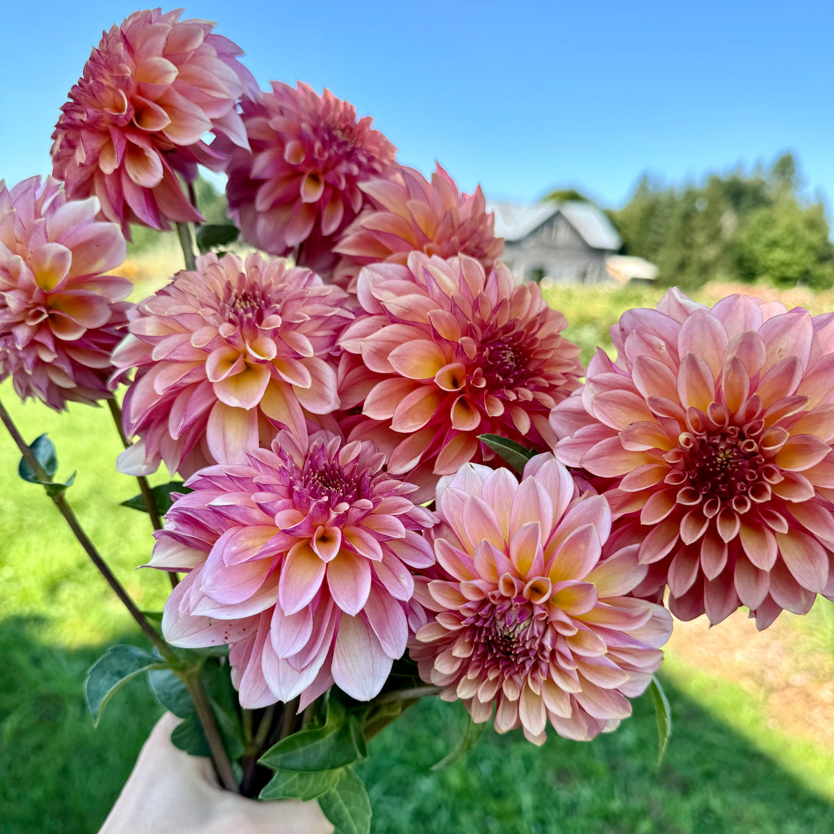 Dahlia Subscription - September