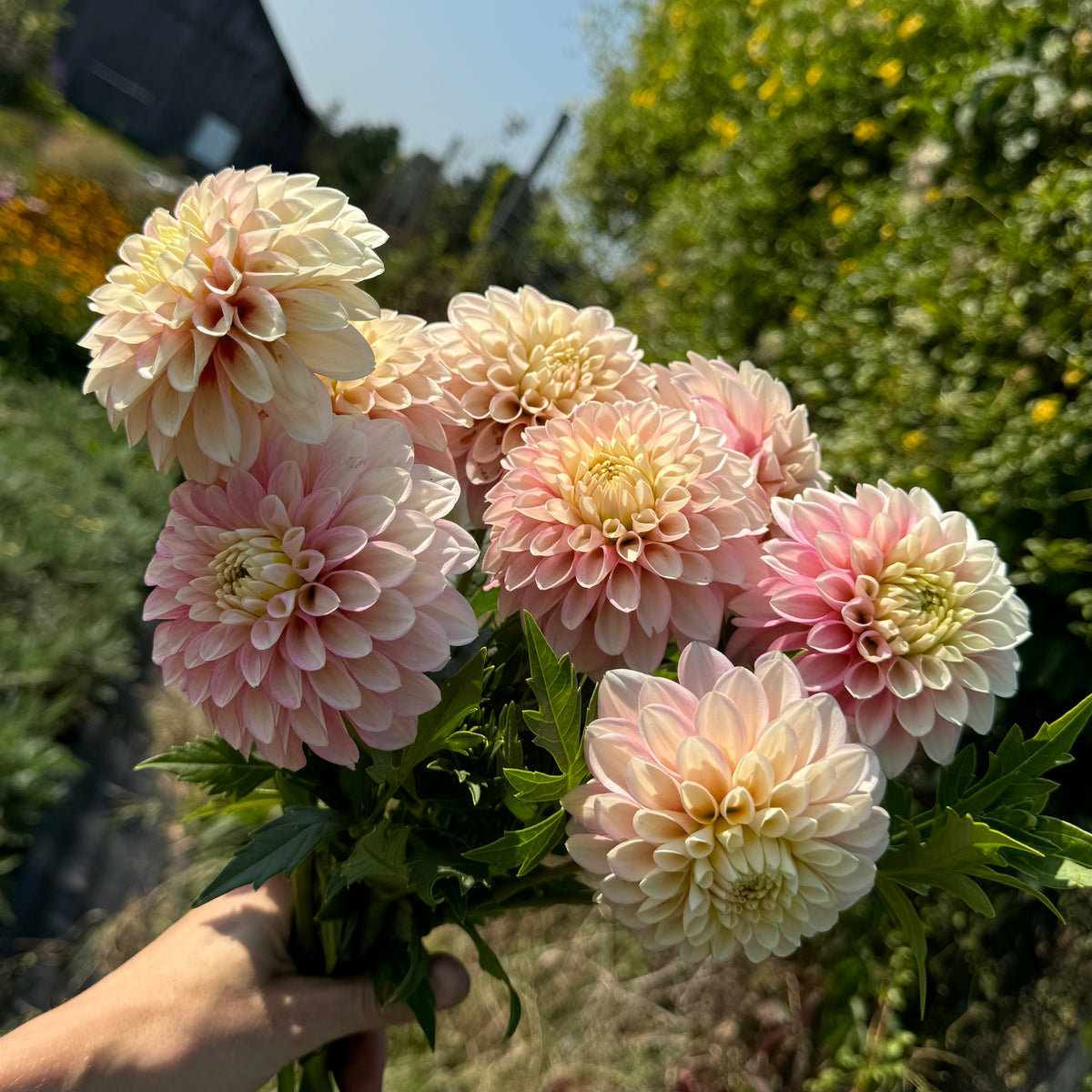 Dahlia Subscription - September