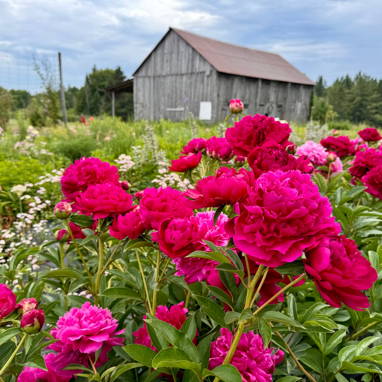 Peony bouquet - pick up Saturday, June 21st.