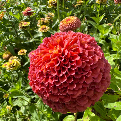 Zinnia 'surprise'