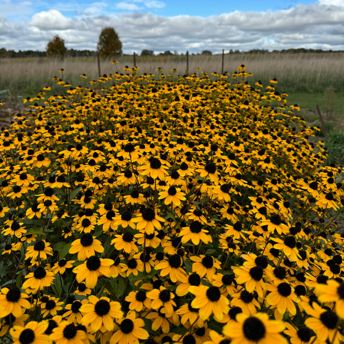 Rudbeckia 'triloba'