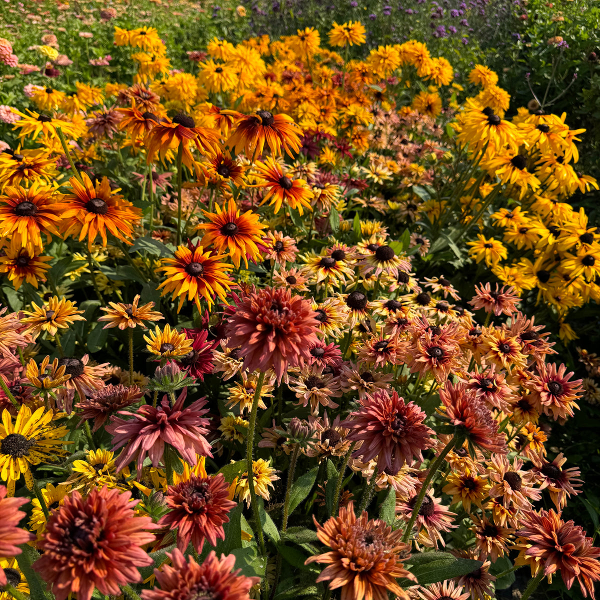 Rudbeckia 'fancy annual mix'