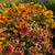 Rudbeckia 'fancy annual mix'