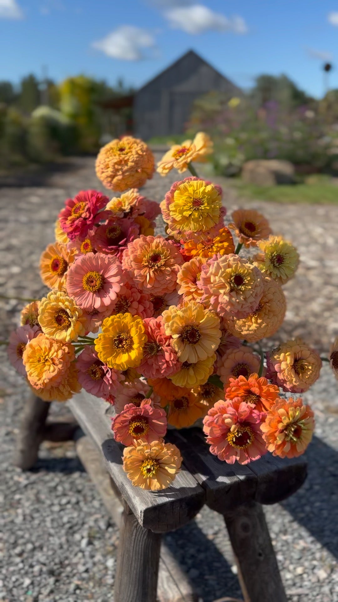 Zinnia 'mostly peachy'