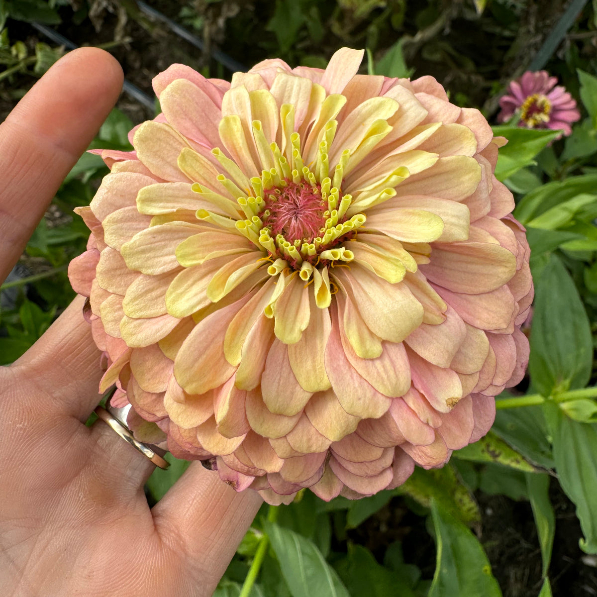 Zinnia 'surprise'