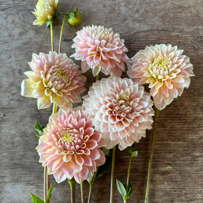 Dahlia Subscription - September