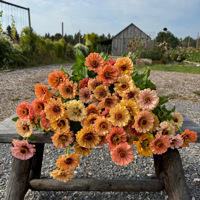 Zinnia 'mostly peachy'