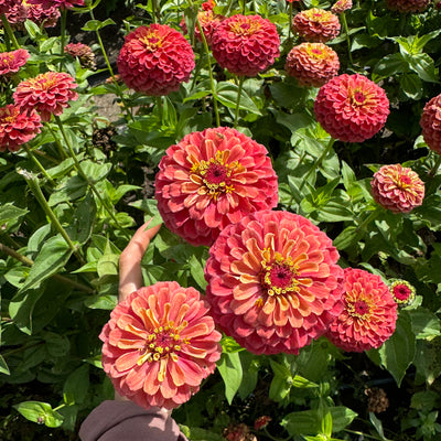 Zinnia 'surprise'