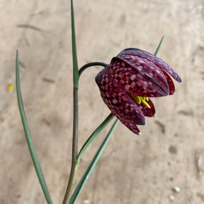 Fritillaria Meleagris