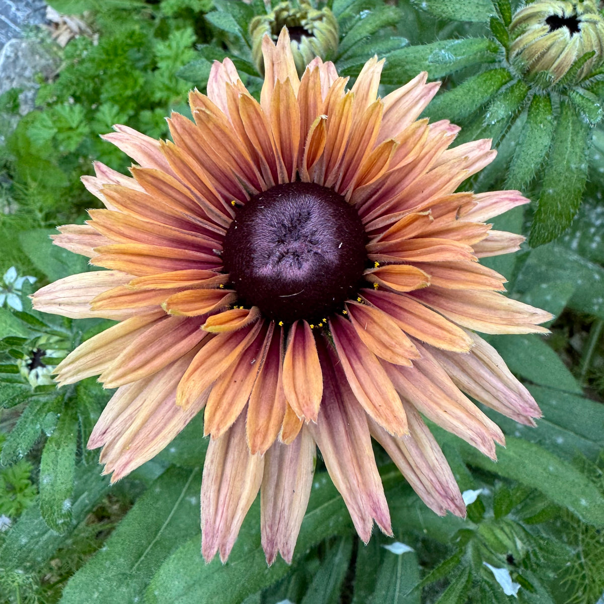 Rudbeckia 'fancy annual mix'