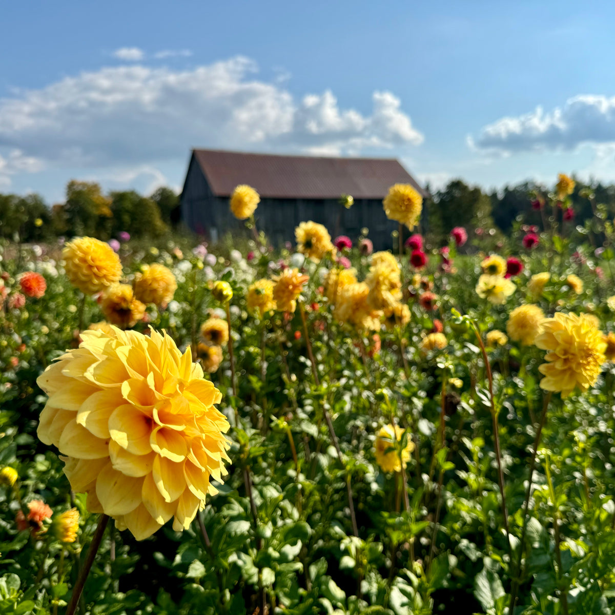 Dahlia Subscription - September