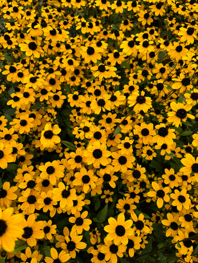 Rudbeckia 'triloba'