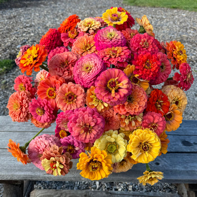 Zinnia 'rainbow ombre'