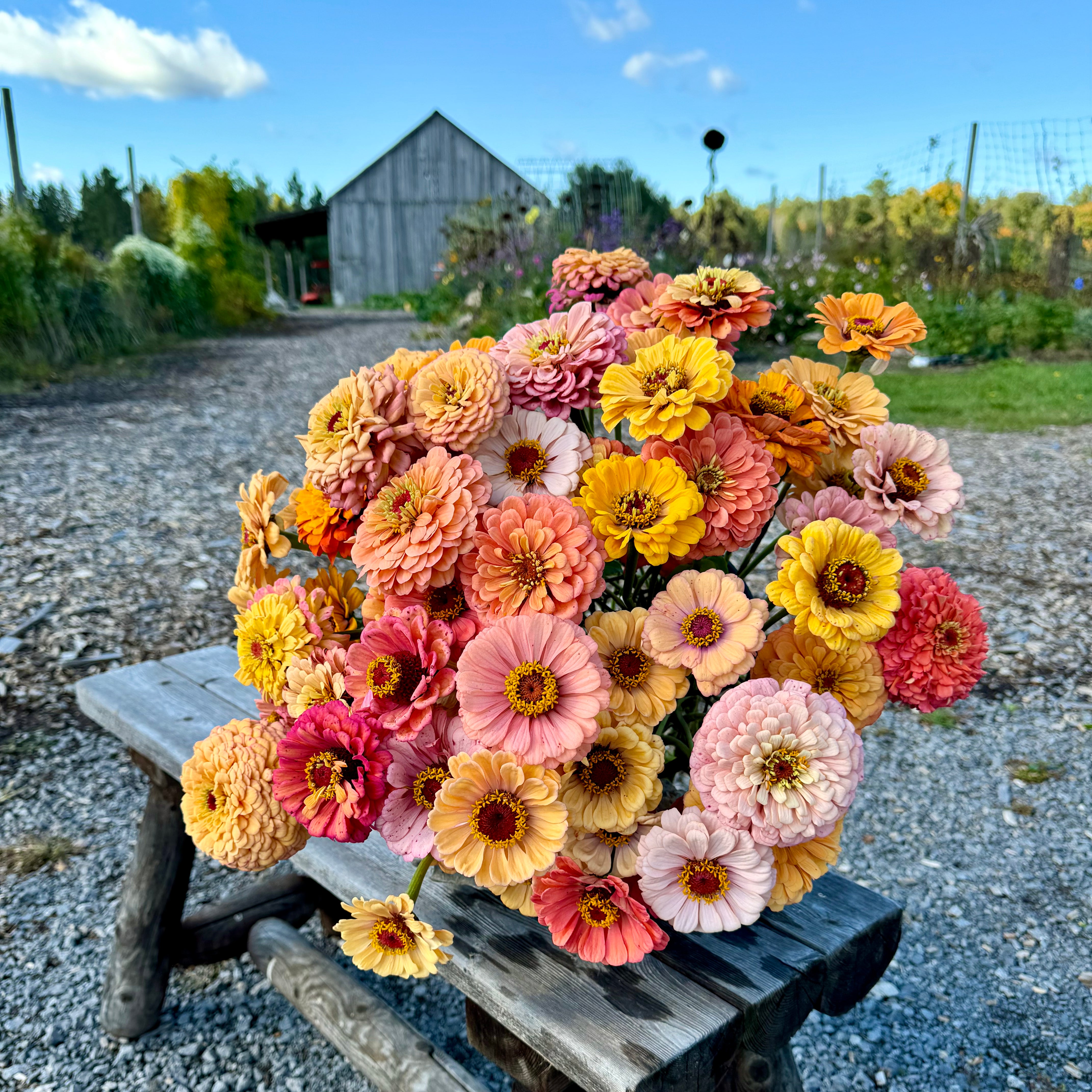 Zinnia 'mostly peachy' seed - Roam Flora