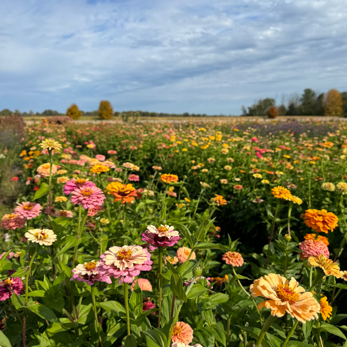 Zinnia 'mostly peachy'