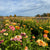 Zinnia 'mostly peachy'