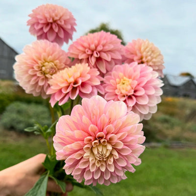 Dahlia Subscription - September