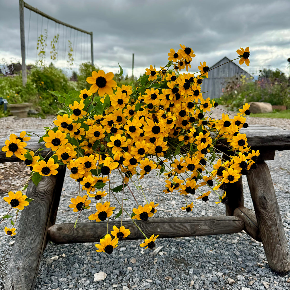 Rudbeckia 'triloba'