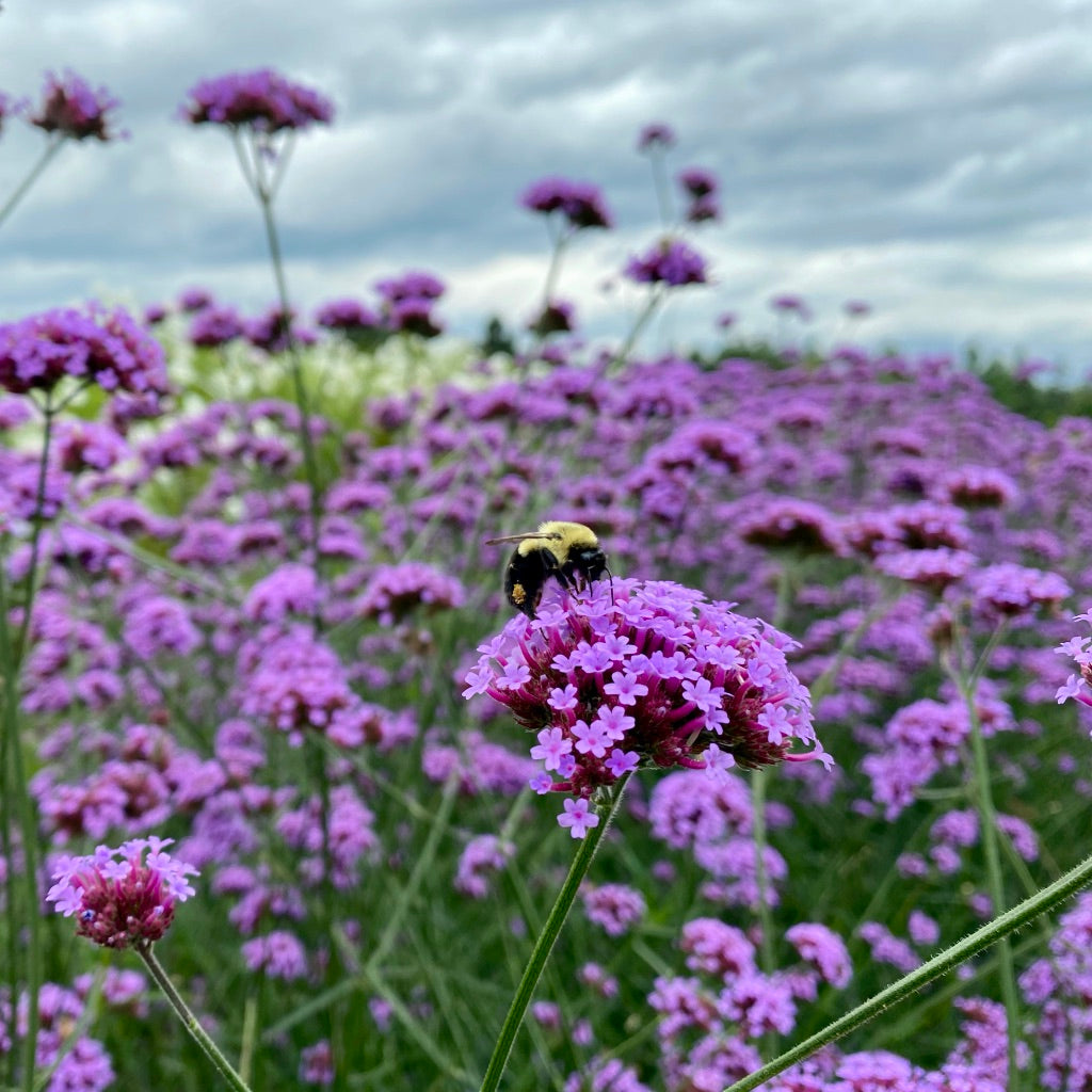 Verbena 'bonariensis'