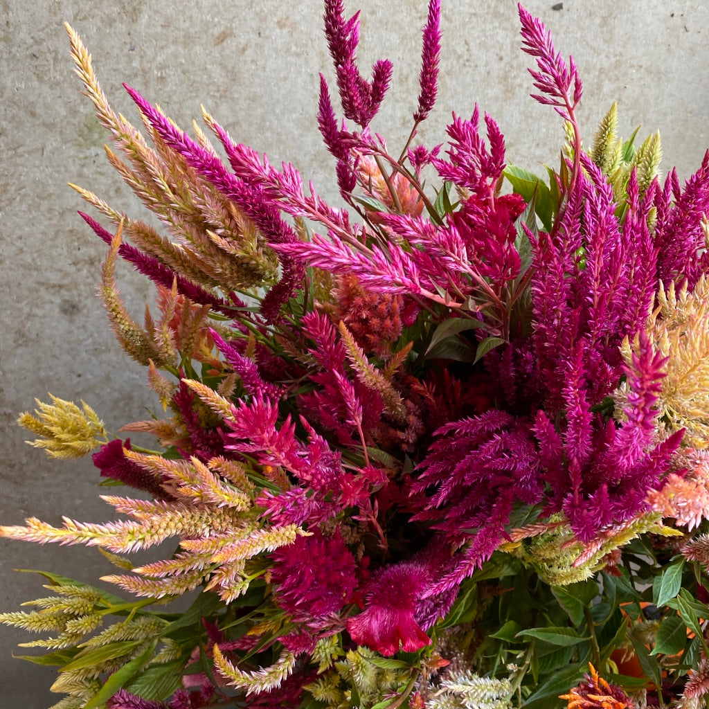 Celosia mix