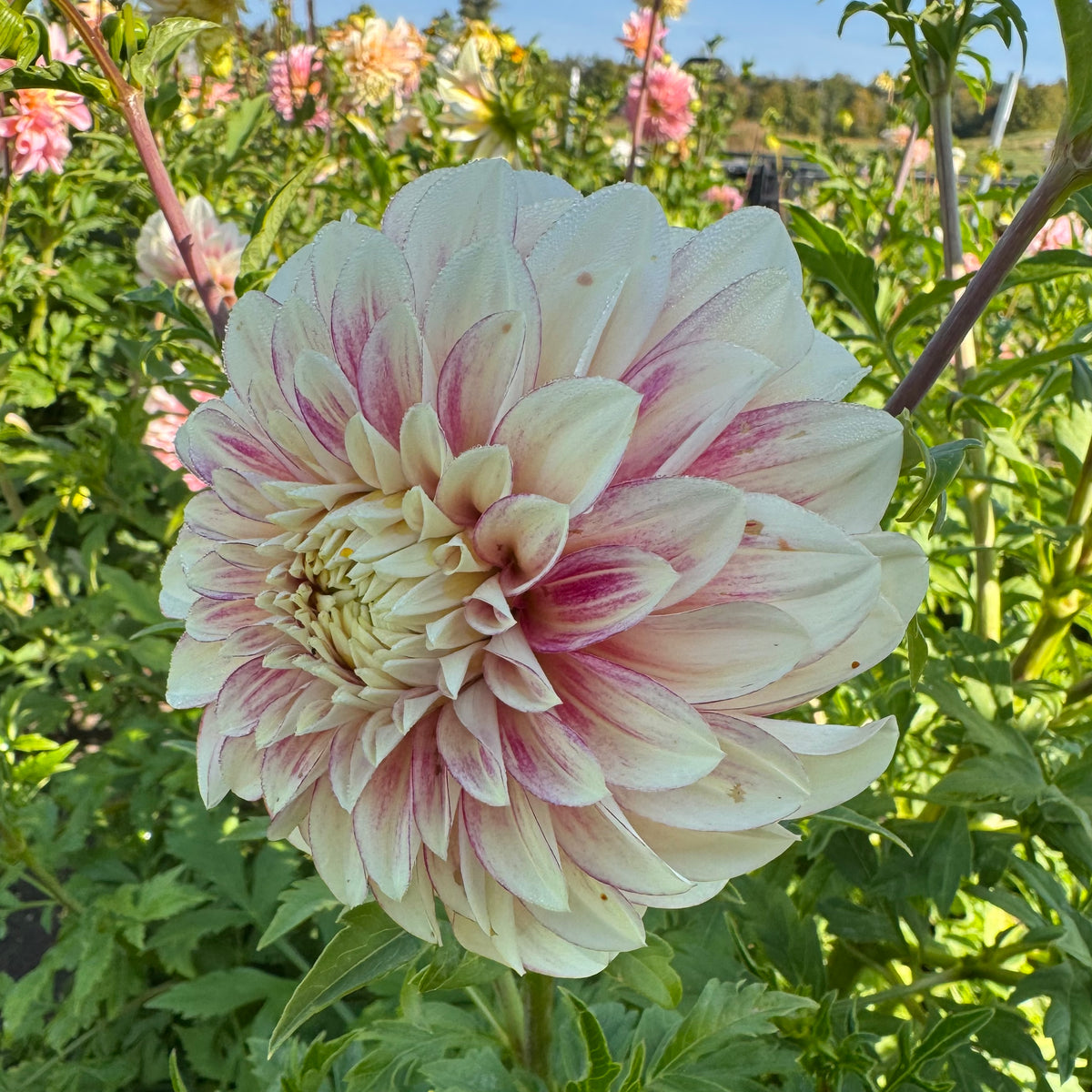 RF Audrey