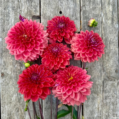 Dahlia Subscription - September