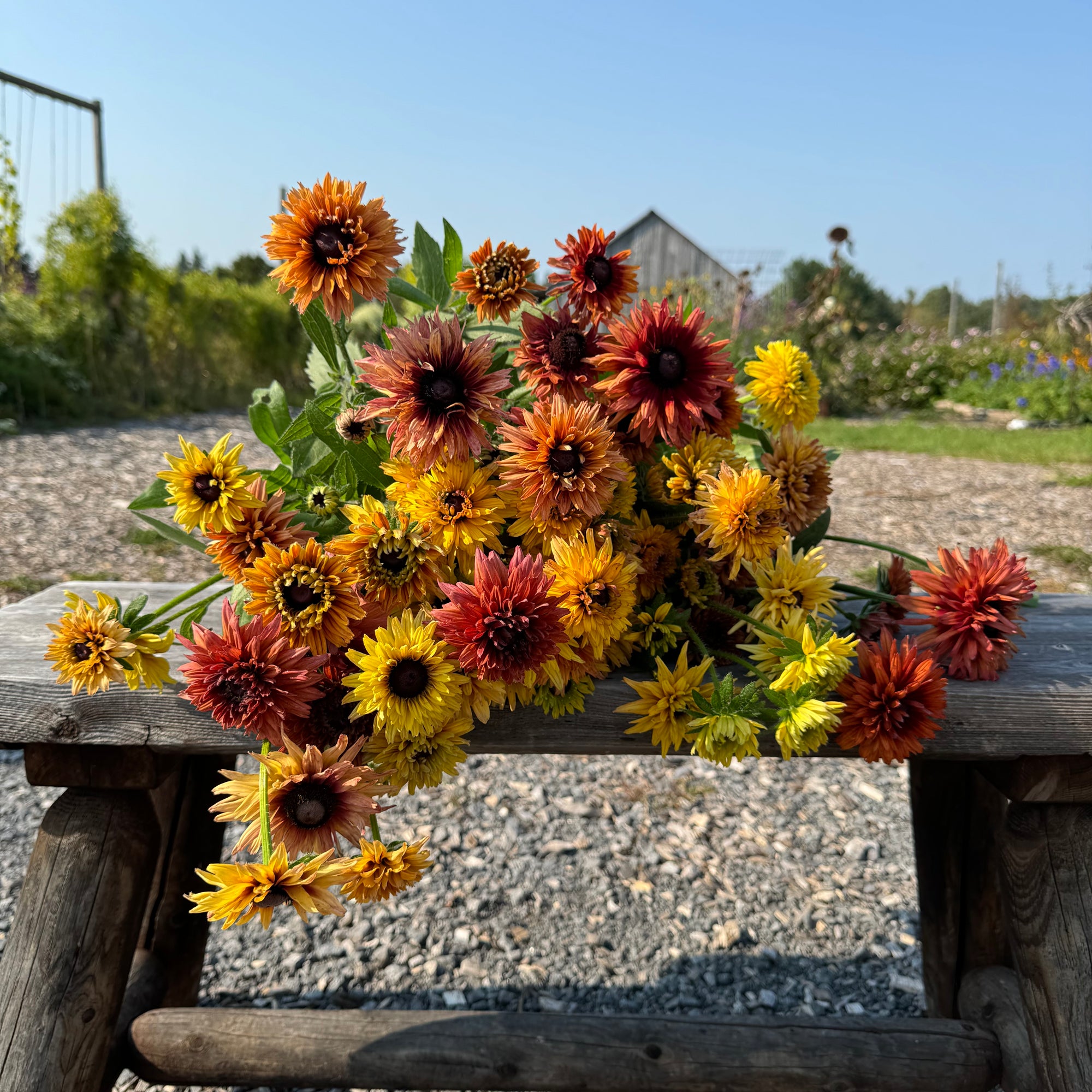 Rudbeckia 'fancy annual mix'