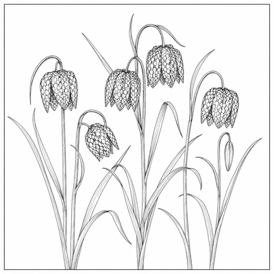 Fritillaria Meleagris