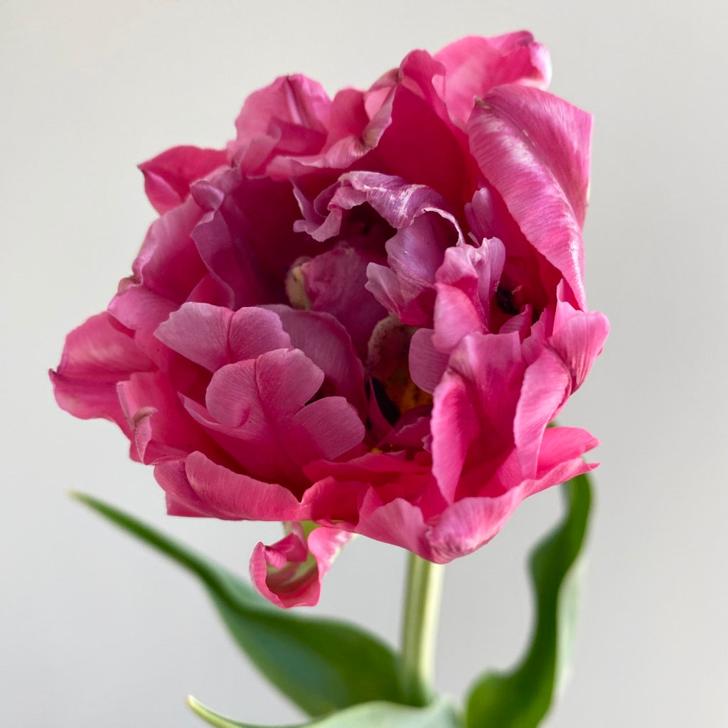 Tulip Amazing Grace
