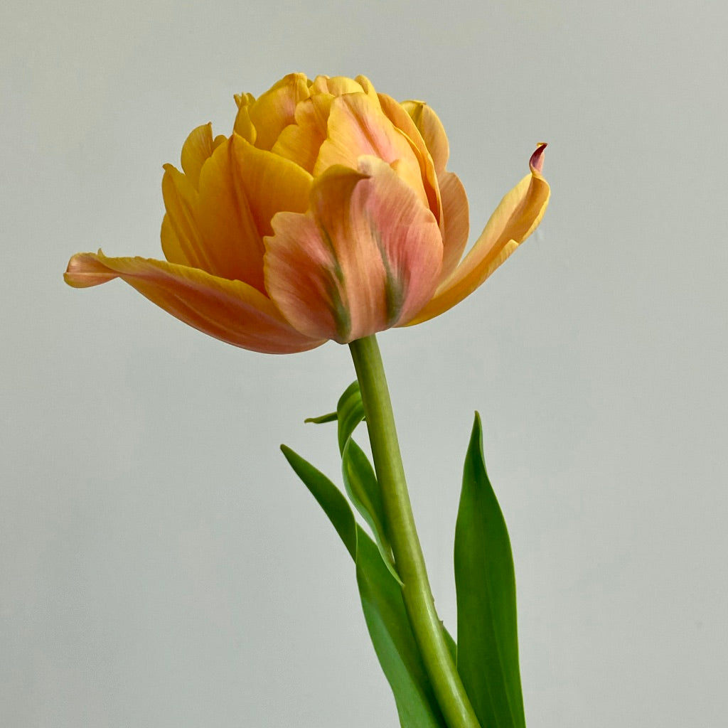 Tulip Freeman