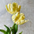 Tulip Yellow Madonna