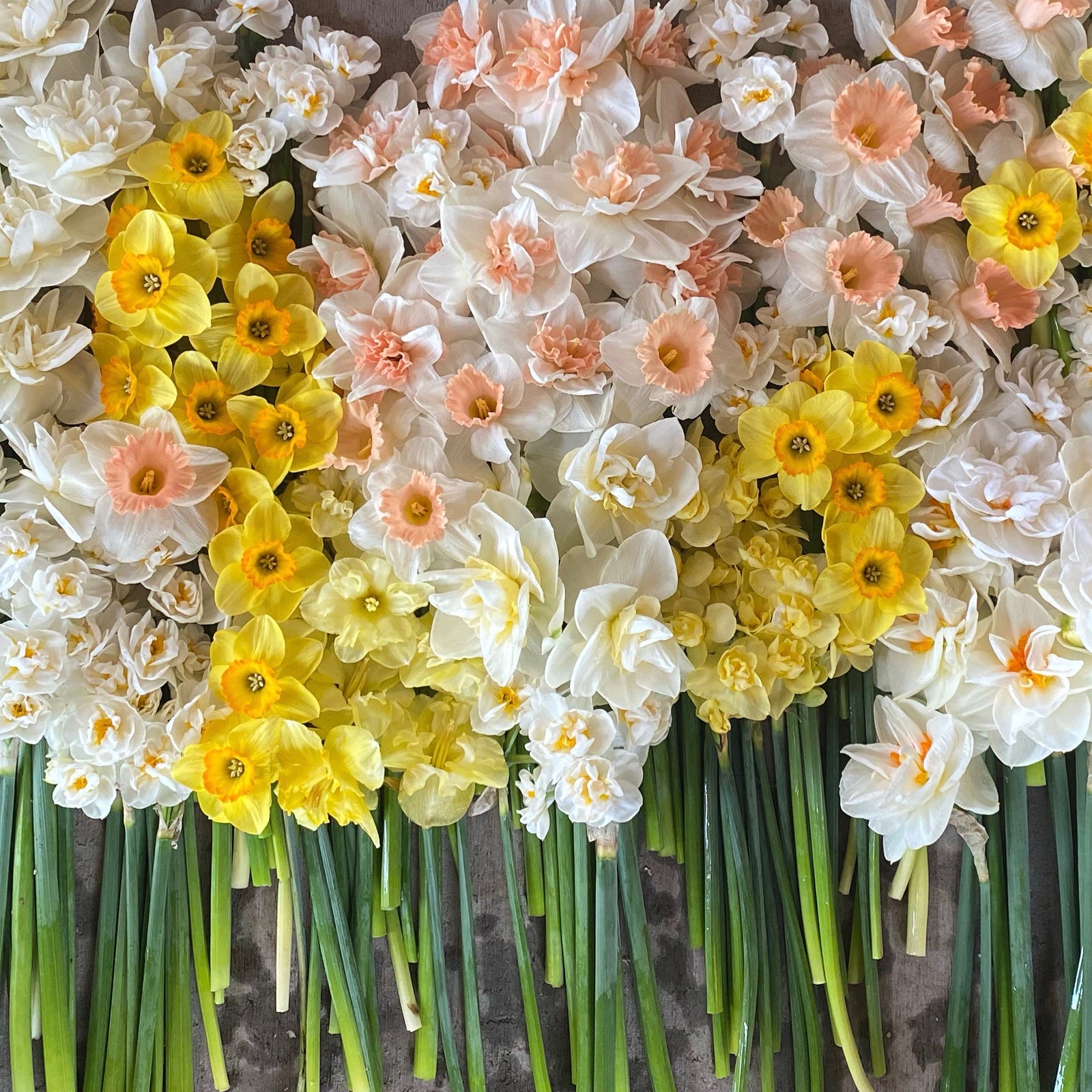 Narcissus Bulb Mix Pack