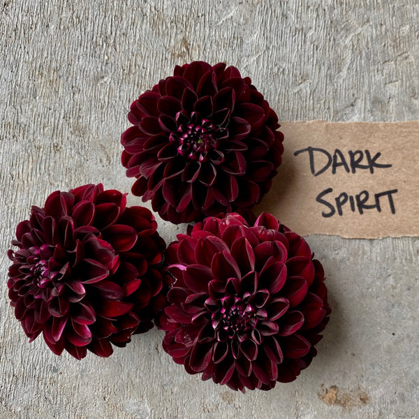 Dahlia Dark Spirit Roam Flora   InCm55bJTNukmTIRu3qMmQ Thumb E41f 600x 