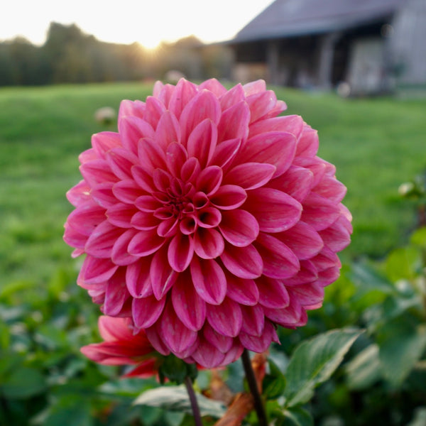 Dahlia Salmon Runner Roam Flora